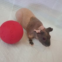 skinny cavia 270325 F2.jpg