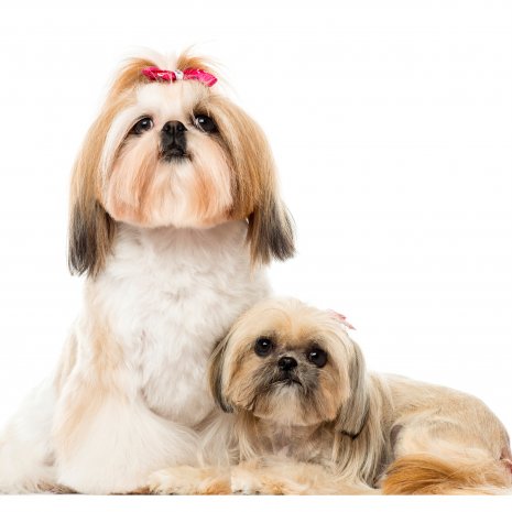 shih tzu2