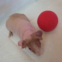 skinny cavia 270325 F3.jpg
