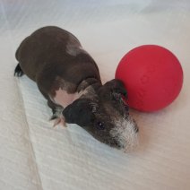 skinny cavia 270325 F4.jpg