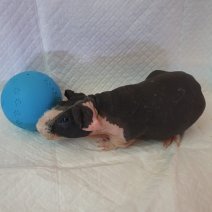 skinny cavia 270325 M1.jpg
