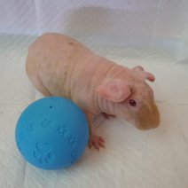 skinny cavia 270325 M4.jpg