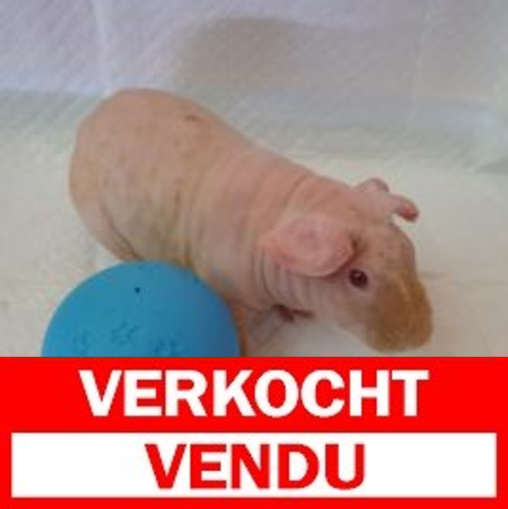skinny cavia 270325 M4.jpg