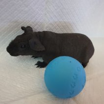 skinny cavia 270325 M5.jpg