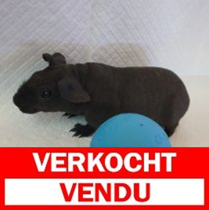 skinny cavia 270325 M5.jpg