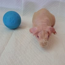 skinny cavia 270325 M6.jpg