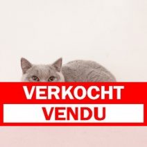 Britse Korthaar 021124 F (CZ4213) 250325 VERKOCHT