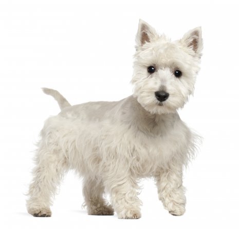 Wes Highland White terrier (7).jpg