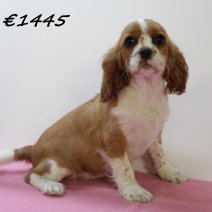 Cavalier King Charles F  031224 (HU9562) 260325.JPG