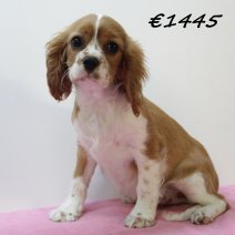 Cavalier King Charles F  031224 (HU9563) 260325.JPG