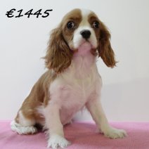 Cavalier King Charles F  081224 (HU9578) 260325.JPG