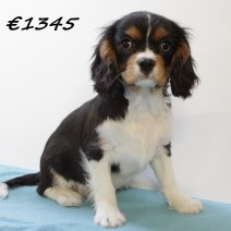 Cavalier King Charles M  081224 (HU9574) 260325.JPG