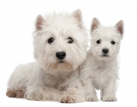 Wes Highland White terrier (1)