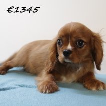 Cavalier King Charles M  081224 (HU9576) 260325.JPG