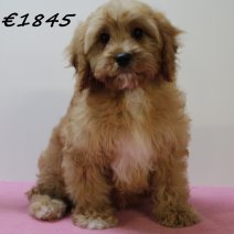 Cavapoo V  071224 (HU9585) 260325.JPG