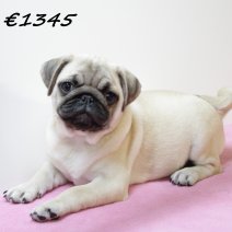 Mops F  081224 (HU9581) 260325.JPG