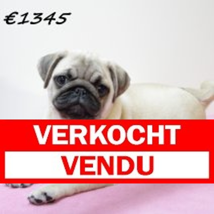 Mops F  081224 (HU9581) 260325.verkocht
