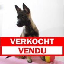 mechelse herder 231224 F (BE7824) 210325 Verkocht - Vendu.jpg