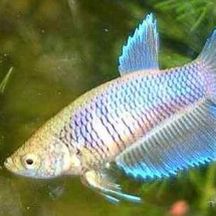 Betta splendens