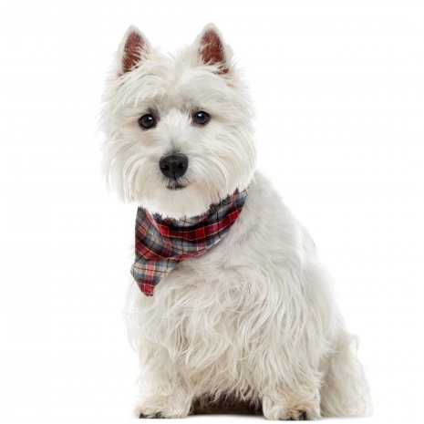 Wes Highland White terrier (5)