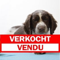 Springer Spaniel 010125 M(BE1590) 070325 Verkocht - Vendu.jpg