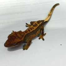 wimpergekko baby 300325 (1).jpg