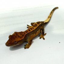 wimpergekko baby 300325 (3).jpg