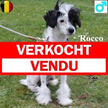 Chinese Crested 260824 M(BE3193) 020325 verkocht - vendu.jpg