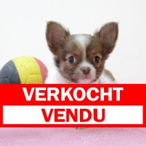 chihuahua F 020225(BE2892) 280325 verkocht - vendu.jpg