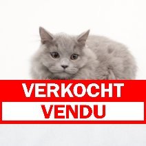 Britse Langhaar kitten verkocht - vendu.jpg