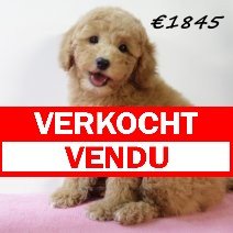 Poedel abrikoos verkocht - vendu.jpg