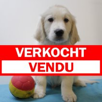 golden retriever M090125 (BE8368) 210325 verkocht - vendu.jpg