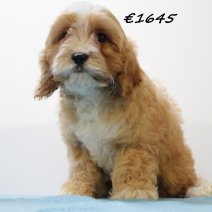 Cavapoo M 101224 (SK5220) 010425..jpg