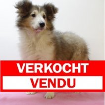 Sheltie F 221124 (SK6077) 010425 Verkocht - Vendu.jpg