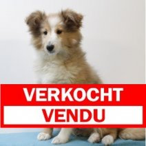 Sheltie M 221124 (SK6075) 010425 Verkocht - Vendu.jpg