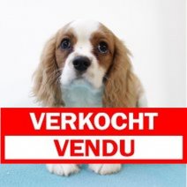 Cavalier King Charles 161124 M (HU3685) 220325 Verkocht - Vendu.jpg