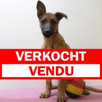 mechelse herder 231224 F (BE7830) 210325 verkocht - vendu.jpg