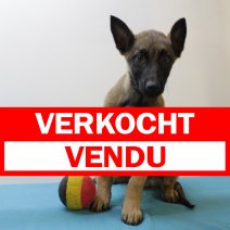 mechelse herder 231224 M (BE7829) 210325 verkocht - vendu.jpg