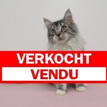 Maine Coon Silver Tabby kitten verkocht - vendu.jpg