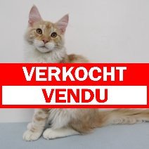 Maine Coon creme tabby kitten verkocht - vendu.jpg