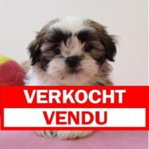 shih tzu 210125 F(BE3422) 210325 Verkocht - Vendu.jpg