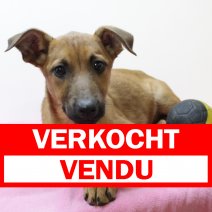 mechelse herder 231224 F (BE7825) 210325 verkocht - vendu.jpg