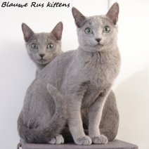 Blauwe Rus kittens (CZ) Beschikbaar.jpg