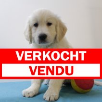 golden retriever M090125 (BE6754) 210325 verkocht - vendu.jpg