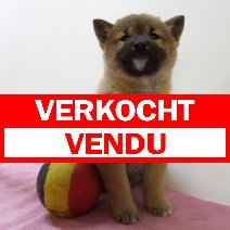 Shiba Inu pup verkocht.jpg