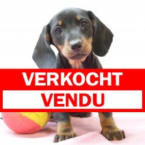 Teckel 020125 F(BE5248) 070325 verkocht - vendu.jpg