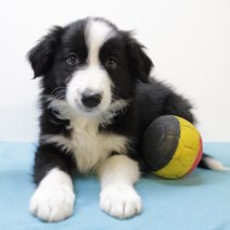 Border Collie 030225 M(BE6676) 020425.jpg