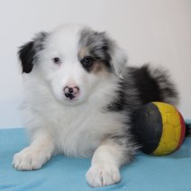Border Collie 030225 M(BE6697) 020425.jpg