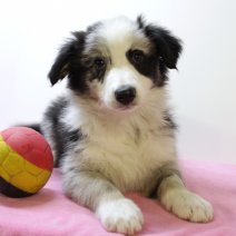 Border Collie 030225 F(BE6725) 020425.jpg