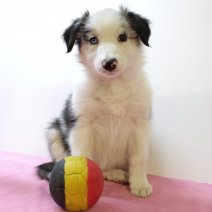 Border Collie 030225 F(BE6716) 020425.jpg